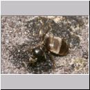 Lasius cf niger - Schwarzgraue Wegameise 08 10mm - Koenigin beim Nestbau.jpg